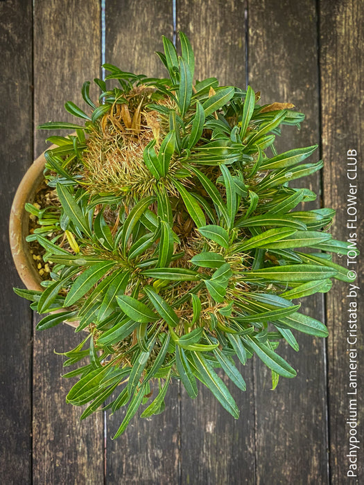 Pachypodium lamerei cristata, Sukkulent, Succulents, plant care, organically grown Madagaskar succulent plants for sale at TOMs FLOWer CLUB, Madagaskar plants, Pflanzen aus Madagaskar. 