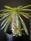 Pachypodium lamerei, organically grown Madagaskar succulent plants for sale at TOMs FLOWer CLUB.