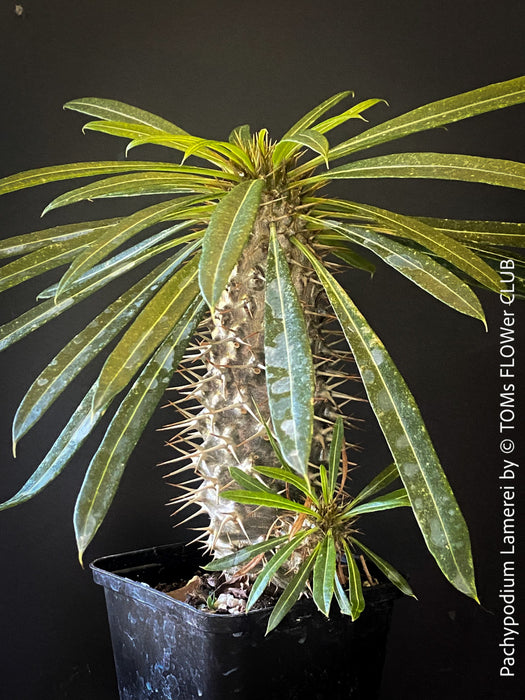 Pachypodium lamerei, organically grown Madagaskar succulent plants for sale at TOMs FLOWer CLUB.