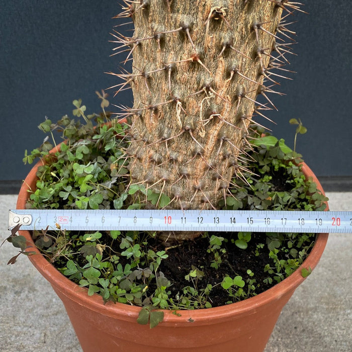 Pachypodium lamerei, organically grown succulent plants for sale at TOMs FLOWer CLUB.