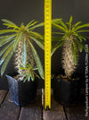 Pachypodium lamerei, organically grown Madagaskar succulent plants for sale at TOMs FLOWer CLUB.