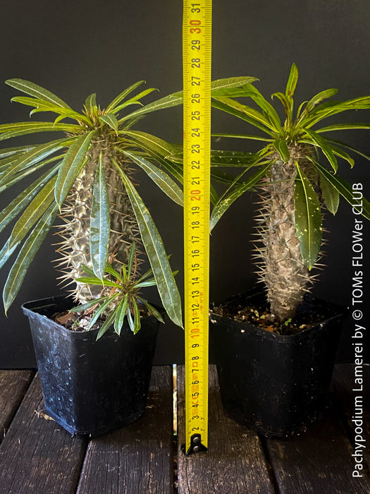 Pachypodium lamerei, organically grown Madagaskar succulent plants for sale at TOMs FLOWer CLUB.