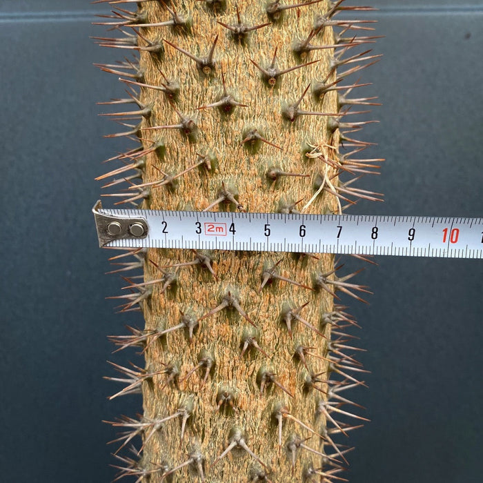 Pachypodium lamerei, organically grown succulent plants for sale at TOMs FLOWer CLUB.