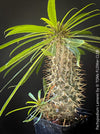 Pachypodium lamerei, organically grown Madagaskar succulent plants for sale at TOMs FLOWer CLUB.