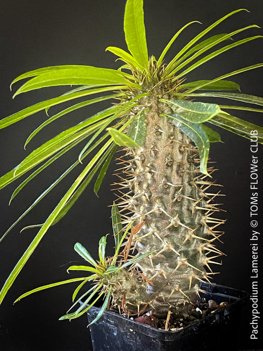 Pachypodium lamerei, organically grown Madagaskar succulent plants for sale at TOMs FLOWer CLUB.