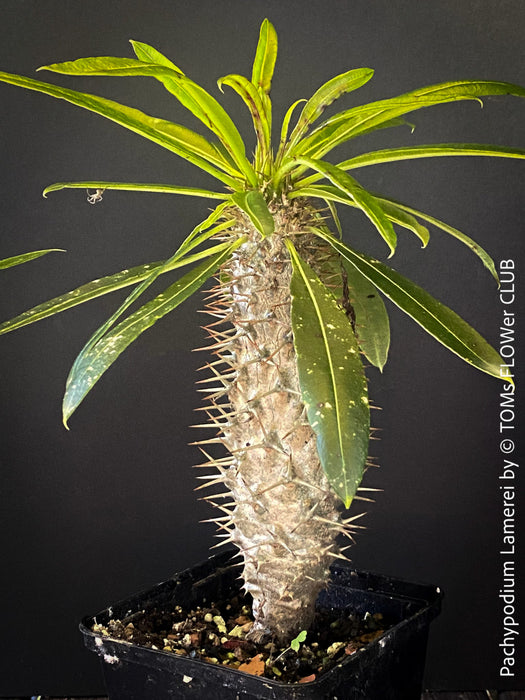 Pachypodium lamerei, organically grown Madagaskar succulent plants for sale at TOMs FLOWer CLUB.