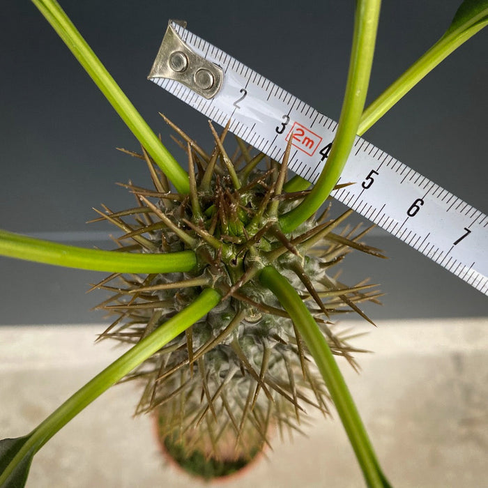 Pachypodium lamerei, organically grown succulent plants for sale at TOMs FLOWer CLUB.