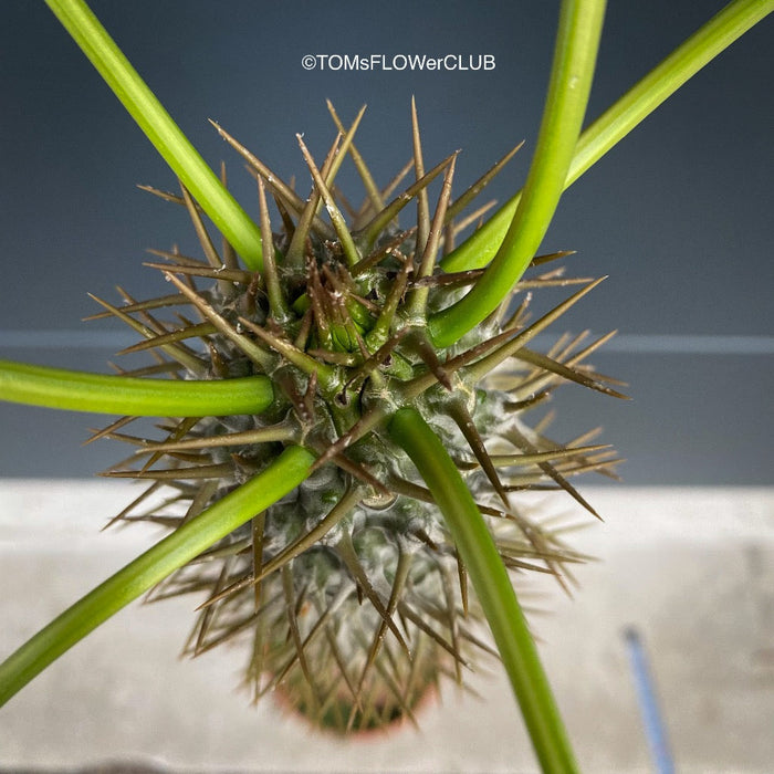 Pachypodium lamerei, organically grown succulent plants for sale at TOMs FLOWer CLUB.