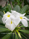 Pachypodium lamerei, organically grown succulent plants for sale at TOMs FLOWer CLUB.