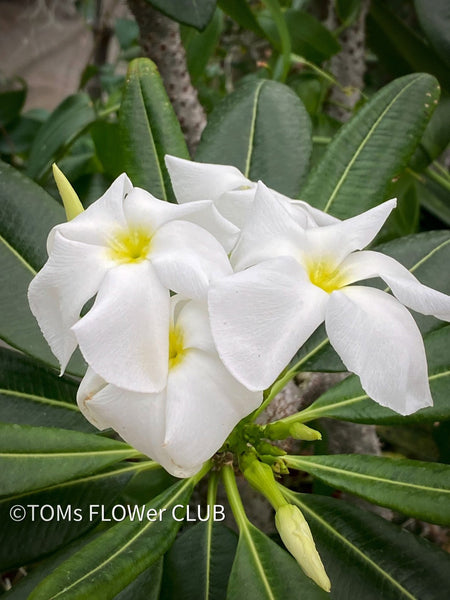 Pachypodium lamerei, organically grown succulent plants for sale at TOMs FLOWer CLUB.