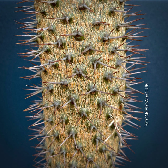 Pachypodium lamerei, organically grown succulent plants for sale at TOMs FLOWer CLUB.