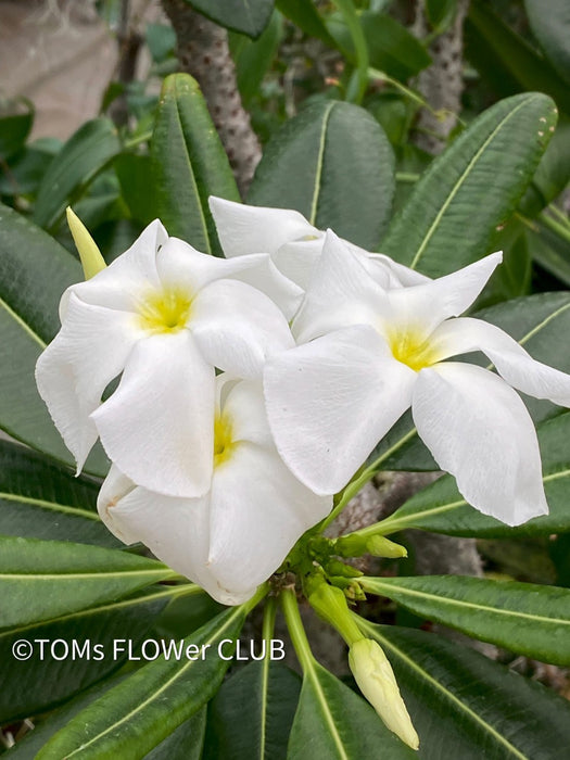 Pachypodium lamerei, white flowering, organically grown Madagaskar succulent plants for sale at TOMs FLOWer CLUB.