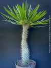 Pachypodium lamerei crested, organically grown succulent plants for sale at TOMs FLOWer CLUB.