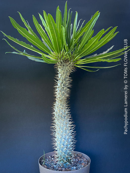 Pachypodium lamerei crested, organically grown succulent plants for sale at TOMs FLOWer CLUB.
