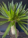 Pachypodium lamerei crested, organically grown succulent plants for sale at TOMs FLOWer CLUB.