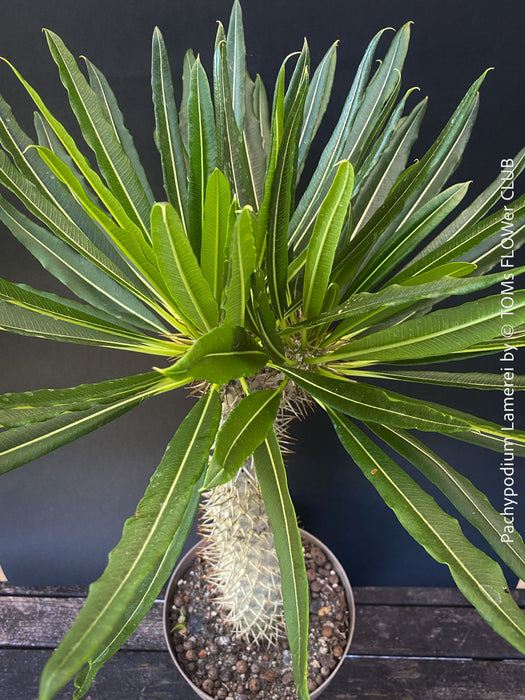 Pachypodium lamerei crested, organically grown succulent plants for sale at TOMs FLOWer CLUB.