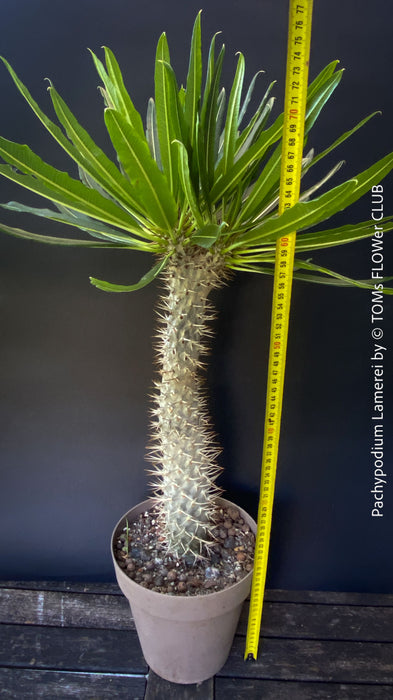 Pachypodium lamerei crested, organically grown succulent plants for sale at TOMs FLOWer CLUB.