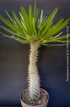 Pachypodium lamerei crested, organically grown succulent plants for sale at TOMs FLOWer CLUB.