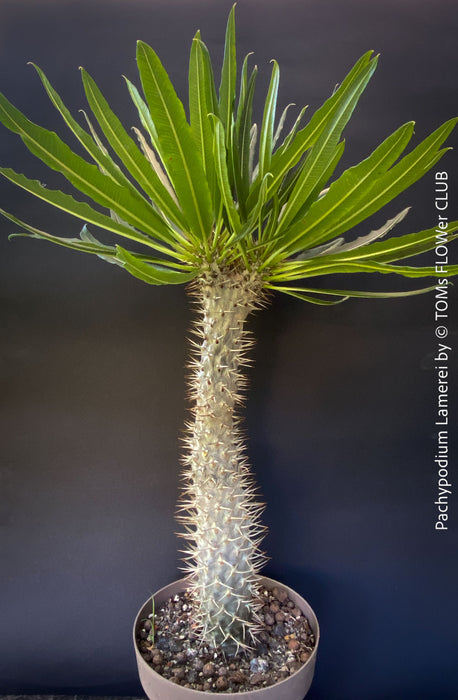 Pachypodium lamerei crested, organically grown succulent plants for sale at TOMs FLOWer CLUB.