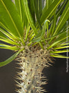 Pachypodium lamerei crested, organically grown succulent plants for sale at TOMs FLOWer CLUB.