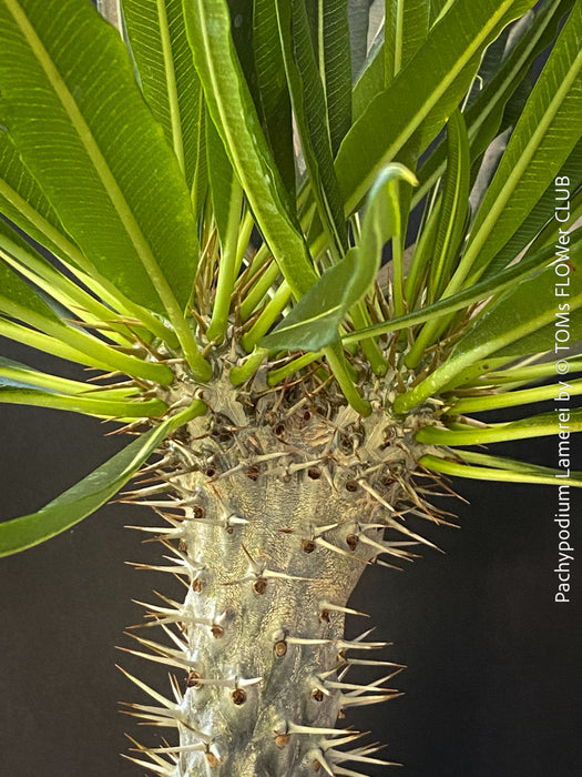 Pachypodium lamerei crested, organically grown succulent plants for sale at TOMs FLOWer CLUB.