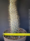 Pachypodium lamerei crested, organically grown succulent plants for sale at TOMs FLOWer CLUB.