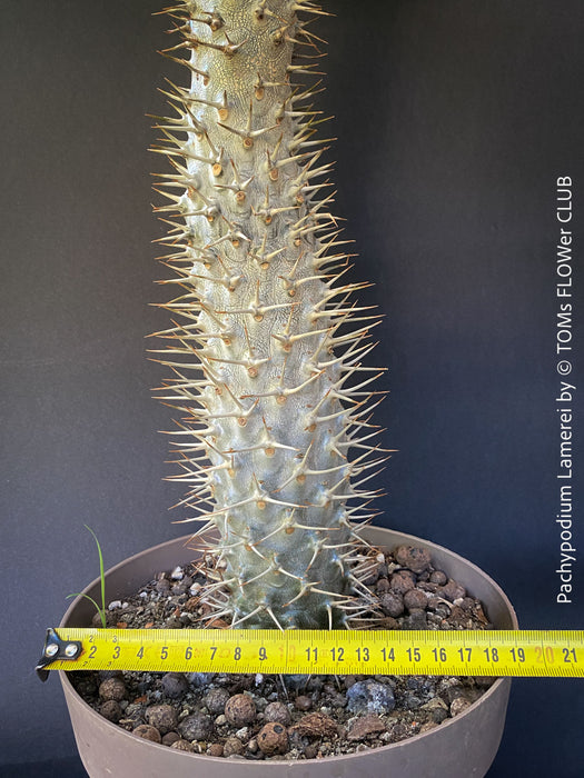 Pachypodium lamerei crested, organically grown succulent plants for sale at TOMs FLOWer CLUB.