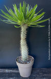Pachypodium lamerei crested, organically grown succulent plants for sale at TOMs FLOWer CLUB.
