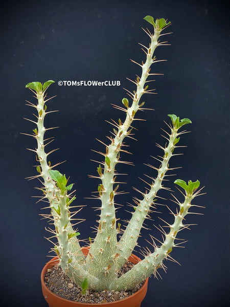 Pachypodium saundersii Madagaskar-Palmenkaktus Baobab-Wandelröschen Sukkulentenpflanze Hundsgiftgewächse Sukkulente aus Madagaskar Sukkulente Baumart Exotische Zimmerpflanze Pachypodium saundersii Beschreibung Pflege von Pachypodium saundersii Madagascar Palm Cactus Baobab Rosebush Succulent Plant Apocynaceae Family Succulent from Madagascar Tree-like Succulent Exotic Indoor Plant Pachypodium saundersii Description Pachypodium saundersii Care TOMs FLOWer CLUB