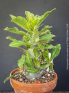 Pachypodium saundersii for sale at TOMs FLOWer CLUB