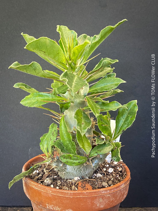 Pachypodium saundersii for sale at TOMs FLOWer CLUB