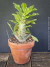 Organically grown Pachypodium saundersii for sale at TOMs FLOWer CLUB