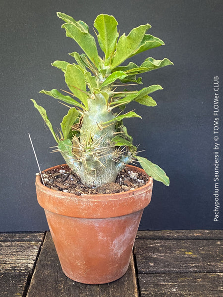 Organically grown Pachypodium saundersii for sale at TOMs FLOWer CLUB