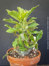 Pachypodium saundersii in a clay pot for sale at TOMs FLOWer CLUB