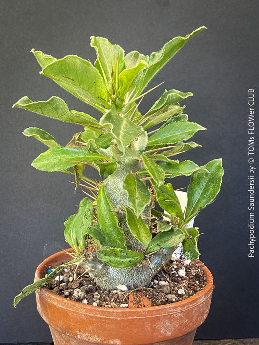 Pachypodium saundersii in a clay pot for sale at TOMs FLOWer CLUB
