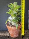 Pachypodium saundersii for sale at TOMs FLOWer CLUB