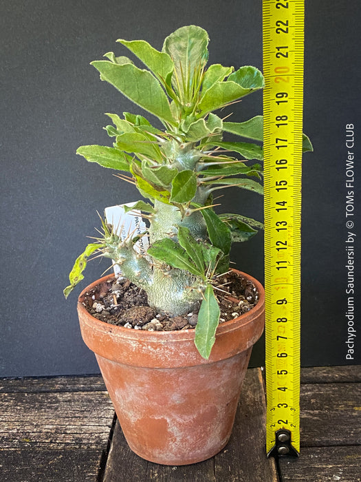 Pachypodium saundersii for sale at TOMs FLOWer CLUB