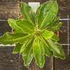Leaf detail of Pachypodium saundersii for sale at TOMs FLOWer CLUB