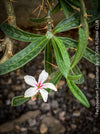 Flowers of Pachypodium succulentum, organically grown succulent plants for sale at TOMs FLOWer CLUB.