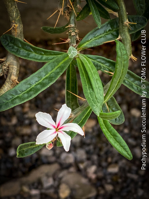 Flowers of Pachypodium succulentum, organically grown succulent plants for sale at TOMs FLOWer CLUB.