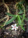 Flowers of Pachypodium succulentum, organically grown succulent plants for sale at TOMs FLOWer CLUB.
