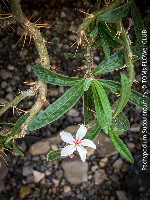 Flowers of Pachypodium succulentum, organically grown succulent plants for sale at TOMs FLOWer CLUB.