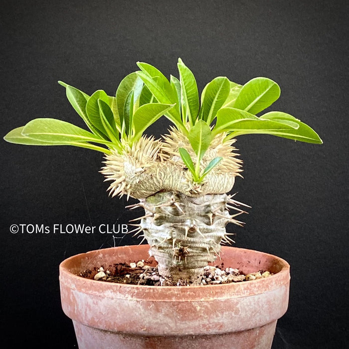 Pachypodium brevicaule grafted onto Pachypodium lamerei, organically grown succulent plants for sale at TOMsFLOWer CLUB.