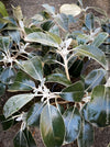 Pachystegia Insignis, New Zealand Daisy, rare plants, organically grown garden plants for sale at TOMs FLOWer CLUB