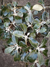 Pachystegia Insignis, New Zealand Daisy, rare plants, organically grown garden plants for sale at TOMs FLOWer CLUB