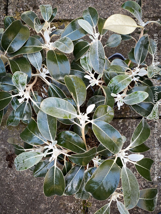 Pachystegia Insignis, New Zealand Daisy, rare plants, organically grown garden plants for sale at TOMs FLOWer CLUB