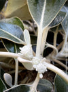 Pachystegia Insignis, New Zealand Daisy, rare plants, organically grown garden plants for sale at TOMs FLOWer CLUB