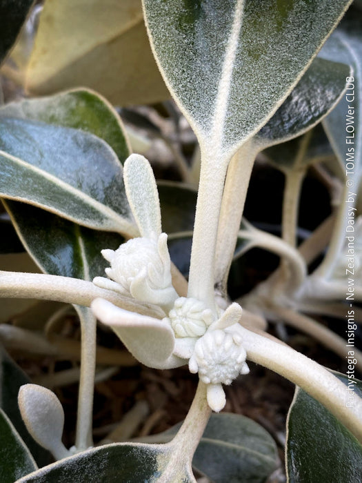 Pachystegia Insignis, New Zealand Daisy, rare plants, organically grown garden plants for sale at TOMs FLOWer CLUB