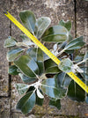 Pachystegia Insignis, New Zealand Daisy, rare plants, organically grown garden plants for sale at TOMs FLOWer CLUB