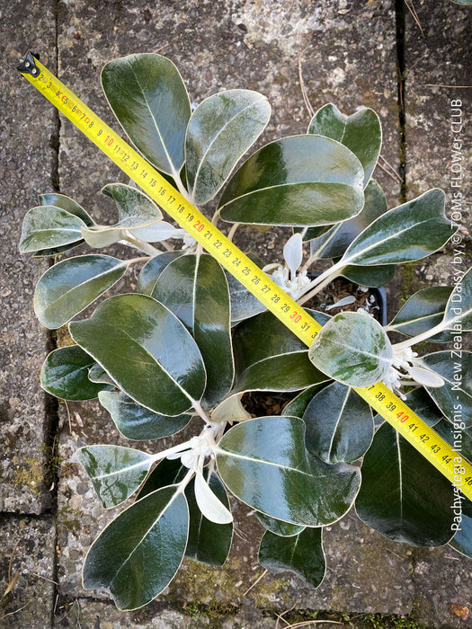 Pachystegia Insignis, New Zealand Daisy, rare plants, organically grown garden plants for sale at TOMs FLOWer CLUB